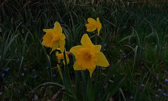 daff